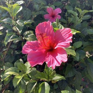 Meet your Posher, Lucy